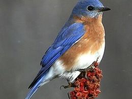 Eastern Bluebird