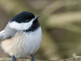 Black-capped Chickadee
