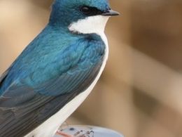 Tree Swallow