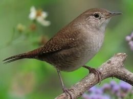 House Wren